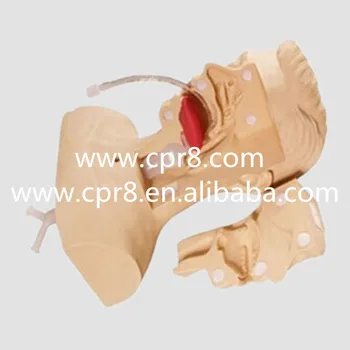 BIX-H85 Medical Aspiration Of Sputum Training Simulator, Aspiration Of Sputum Manikin
BIX-H85 Medical Aspiration Of Sputum Training Simulator, Aspiration Of Sputum Manikin