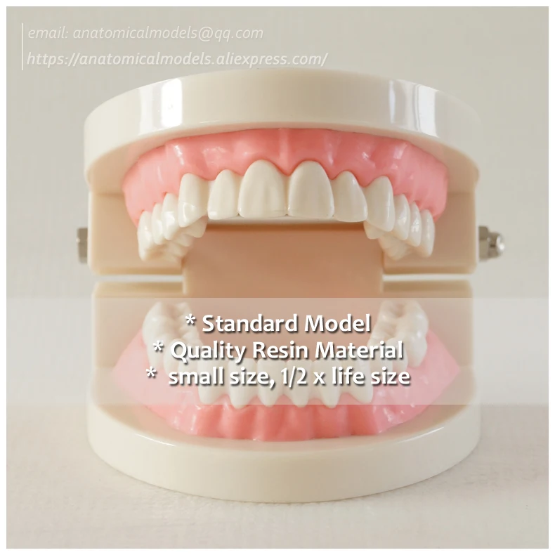 DH/13050 стандартная модель маленькая Стоматологическая для полости рта чистки