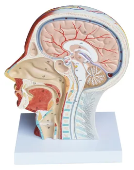 Medical Anatomical Teaching Model of Half Head Neck With Vessels Education
Medical Anatomical Teaching Model of Half Head Neck With Vessels Education