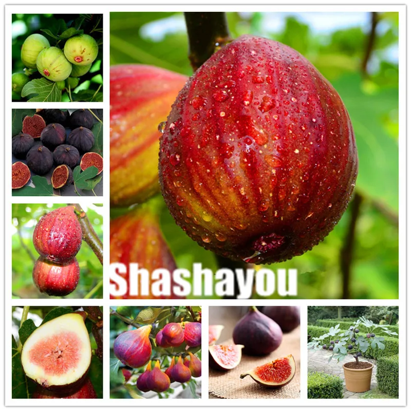 Free Shipping 100 pcs Figs bonsai,Edible Fruit Bonsai Tree plants,Edible food balcony potted plants for home garden Easy to Grow
Free Shipping 100 pcs Figs bonsai,Edible Fruit Bonsai Tree plants,Edible food balcony potted plants for home garden Easy to Grow