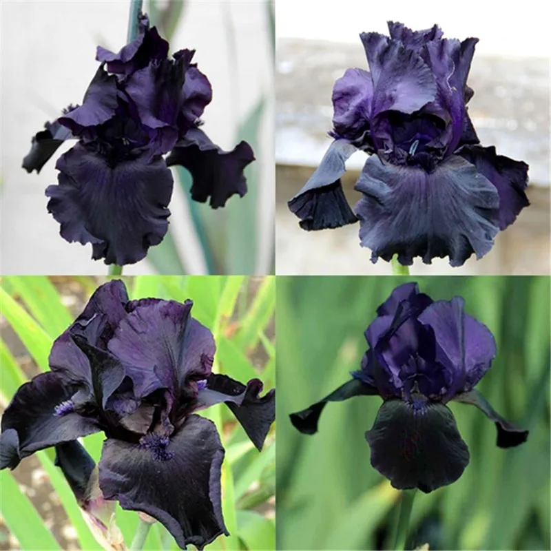 500 PCS/ bag 24 colors Japanese Iris Japonica Flower, black Iris Orchid Rare Flower pot plant, DIY Garden Home Bonsai
500 PCS/ bag 24 colors Japanese Iris Japonica Flower, black Iris Orchid Rare Flower pot plant, DIY Garden Home Bonsai