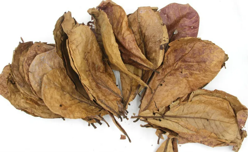 20pcs Nature Terminalia Catappa Foetida Almond Leaves Water Filter Aquarium Fish Tank Breeding Shrimp Snails Catfish Ornament
20pcs Nature Terminalia Catappa Foetida Almond Leaves Water Filter Aquarium Fish Tank Breeding Shrimp Snails Catfish Ornament