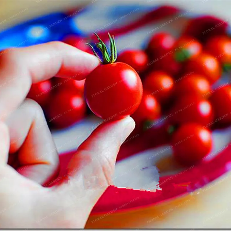 100+ Pieces Rare Climbing Tomato ,"Cherry Tomatoes - sweet" Mini Tomato Bonsai Plant Bonsai,Organic Food Home Garden Planting
100+ Pieces Rare Climbing Tomato ,"Cherry Tomatoes - sweet" Mini Tomato Bonsai Plant Bonsai,Organic Food Home Garden Planting