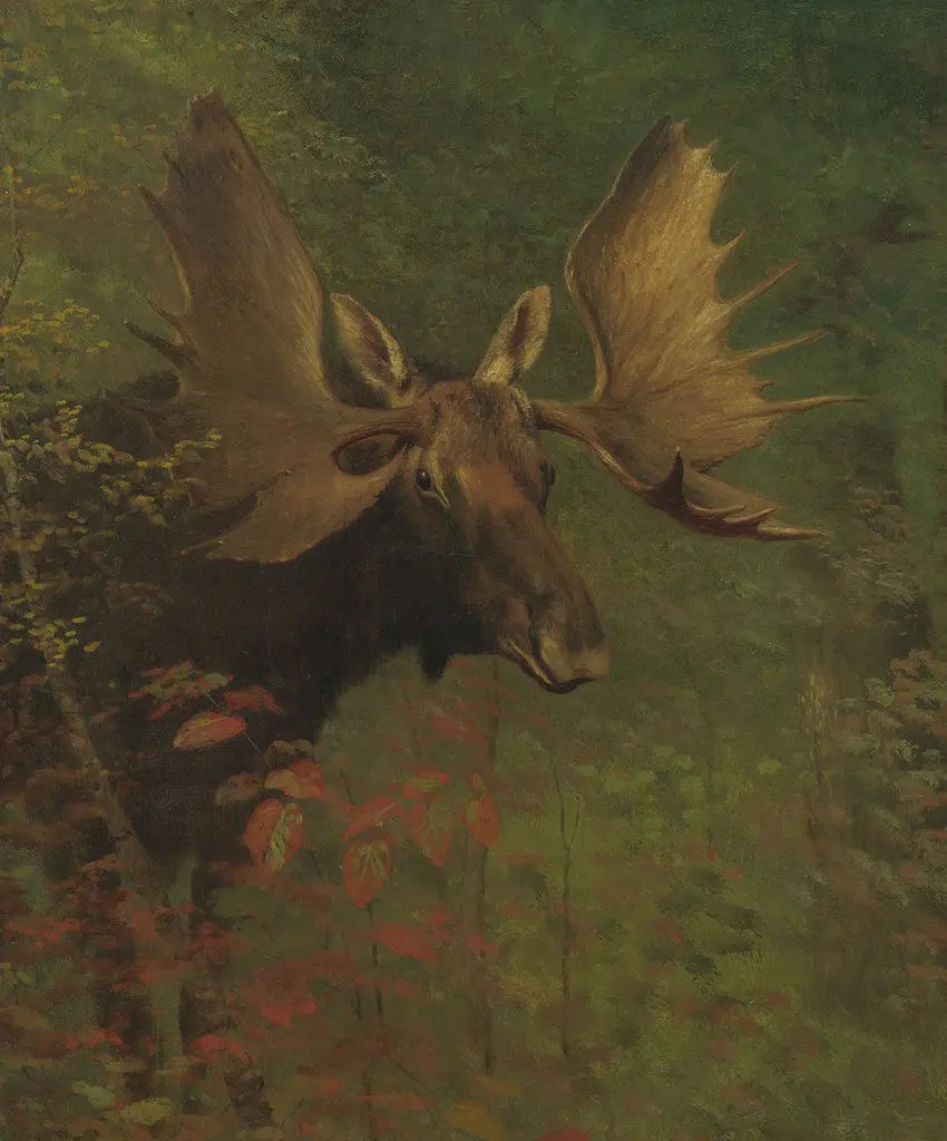 Study of a Moose Copy of Albert Bierstadt Oil Painting Animals Landscape Forest