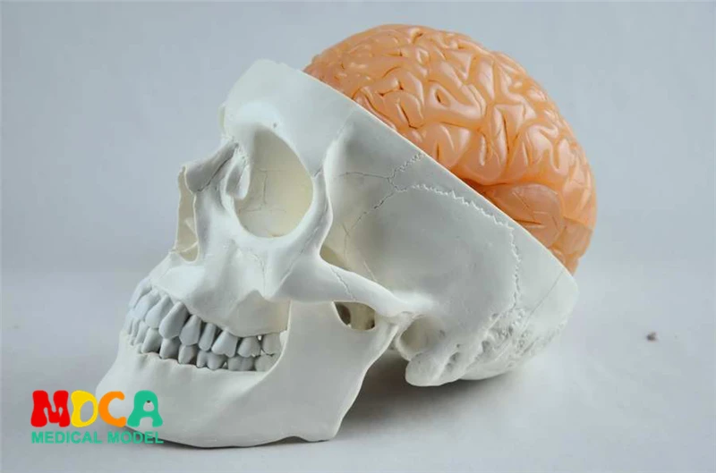 Medical human standard human head bone plus brain model 1:1 brain model anatomy neurology MTG010
Medical human standard human head bone plus brain model 1:1 brain model anatomy neurology MTG010