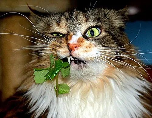 300 Pcs Catnip Catmint Herb Non-GMO Fragrant Rare Bonsai Plantas Natural Sale Items Cat Grass Indoor Plant Green
300 Pcs Catnip Catmint Herb Non-GMO Fragrant Rare Bonsai Plantas Natural Sale Items Cat Grass Indoor Plant Green