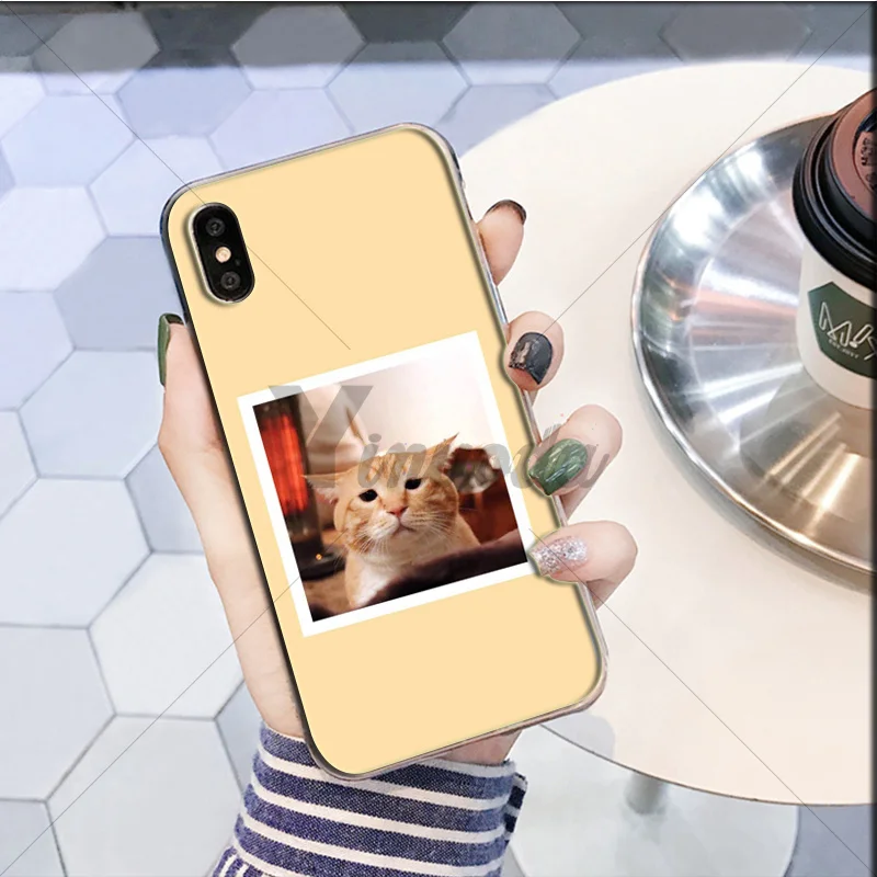 Cute yellow hair cat