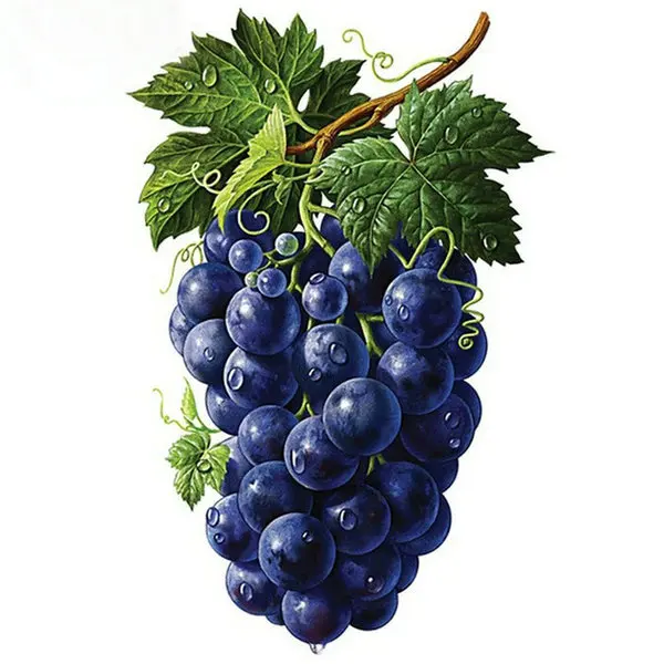 Diamond painting cross stitch fruit grape Needlework full diamond embroidery 5D round diamond mosaic pattern rhinestone paste
Diamond painting cross stitch fruit grape Needlework full diamond embroidery 5D round diamond mosaic pattern rhinestone paste