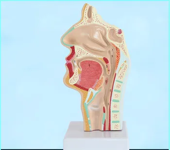 Head Anatomy Anatomical Model of Human Mouth Nasal Cavity and Throat Oral Pathology Model Vascular Nerve Model Medical Teaching
Head Anatomy Anatomical Model of Human Mouth Nasal Cavity and Throat Oral Pathology Model Vascular Nerve Model Medical Teaching