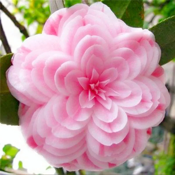 20 pcs/bag Bonsai Camellia plants home garden flowers bonsai rainbow color bonsai plants rare tree plant
20 pcs/bag Bonsai Camellia plants home garden flowers bonsai rainbow color bonsai plants rare tree plant