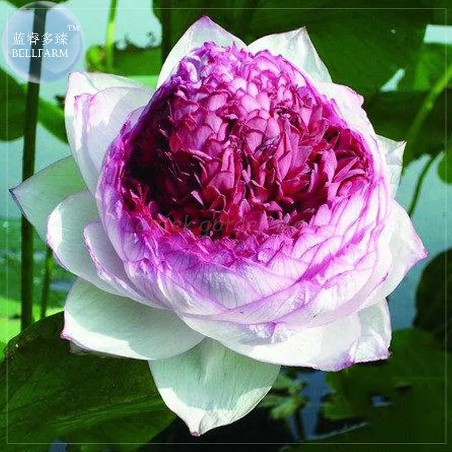 BELLFARM Nelumbo Nucifera Imported Lotus Flower Seeds, 2 Seeds, big blooms colorful lotus 25 types for your choice E4193