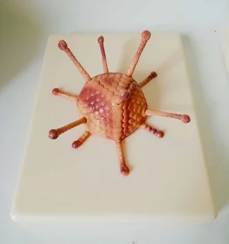 Adenovirus Model Cell Submicroscopic Structure Virus Cell Structure Model Medical Models Biological Models 45X22X13CM
Adenovirus Model Cell Submicroscopic Structure Virus Cell Structure Model Medical Models Biological Models 45X22X13CM