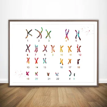 Male Chromosome Idiogram Male Muscular System Medical Tools Multipolar Neuron Neural Anatomical Medical And Science Poster
Male Chromosome Idiogram Male Muscular System Medical Tools Multipolar Neuron Neural Anatomical Medical And Science Poster