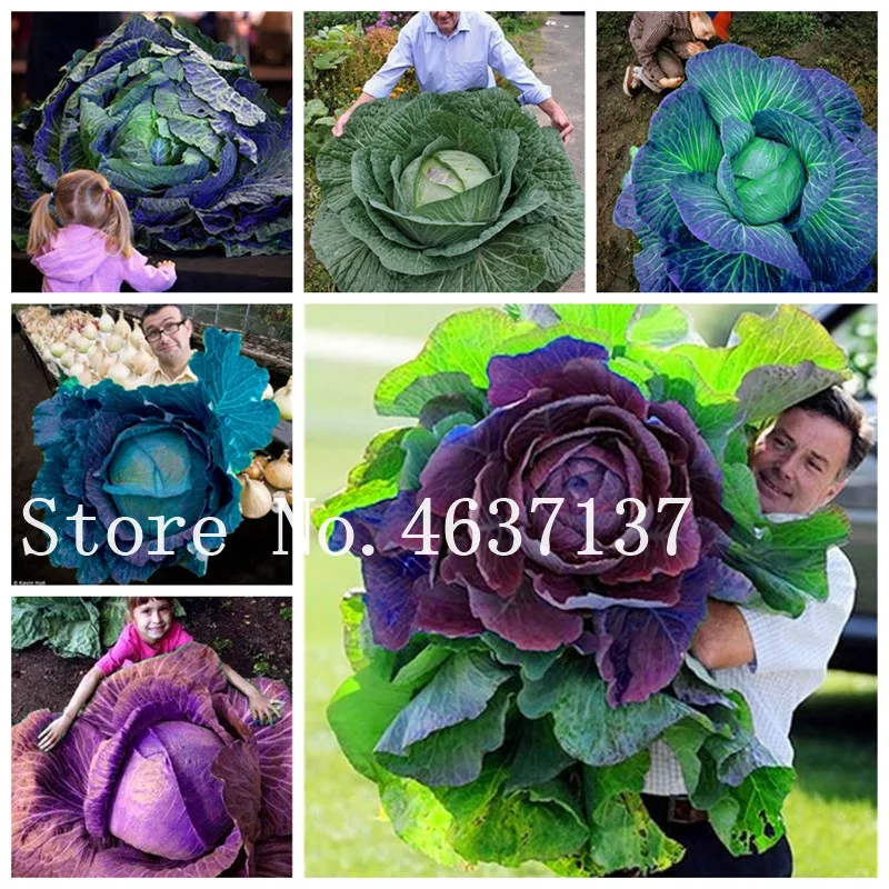 Hot ! New 200 Pcs Rare Giant Cabbage Bonsai, Organic Garden Green Vegetables 98%+ Germination Courtyard Plants Pot For Home
Hot ! New 200 Pcs Rare Giant Cabbage Bonsai, Organic Garden Green Vegetables 98%+ Germination Courtyard Plants Pot For Home