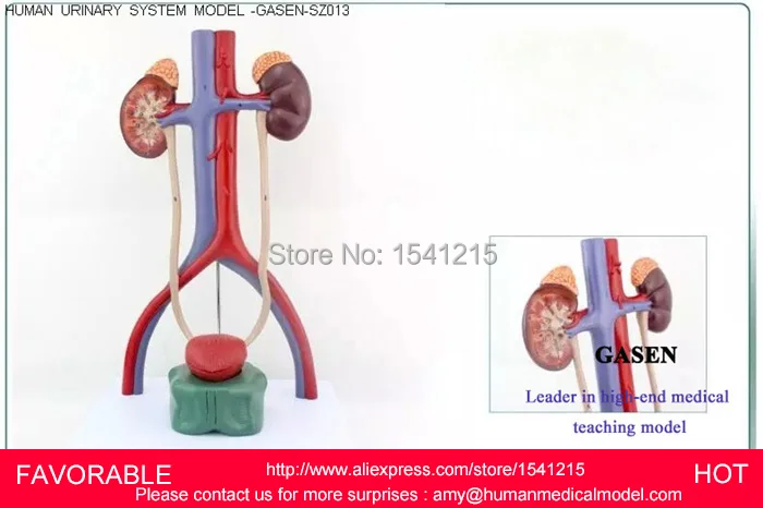 HUMAN URINARY SYSTEM MODEL KIDNEY ARTERIOVENOUS BLADDER MEDICAL SCIENCE TEACHING SUPPLIES,HUMAN URINARY SYSTEM MODEL-GASEN-SZ013
HUMAN URINARY SYSTEM MODEL KIDNEY ARTERIOVENOUS BLADDER MEDICAL SCIENCE TEACHING SUPPLIES,HUMAN URINARY SYSTEM MODEL-GASEN-SZ013
