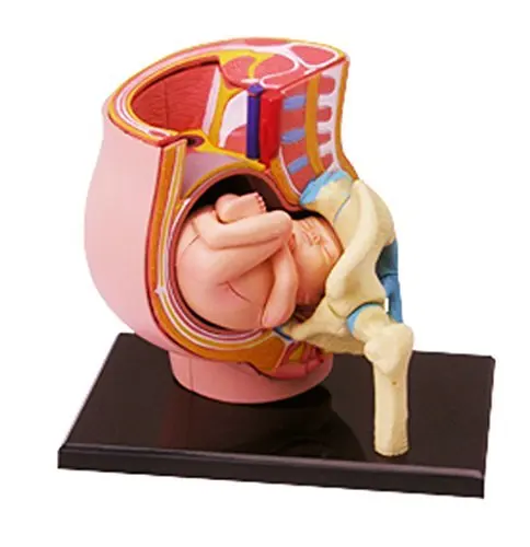Human PREGNANCY PELVIS anatomical model with denture teeth organizadores for esqueleto humano anatomia microscope
Human PREGNANCY PELVIS anatomical model with denture teeth organizadores for esqueleto humano anatomia microscope