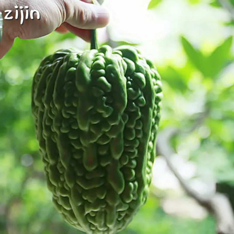bonsai plants 10pcs Balsam Pear Bitter Melon Bitter Gourd Kidney Momordica Charantia For Home Garden Vegetable
bonsai plants 10pcs Balsam Pear Bitter Melon Bitter Gourd Kidney Momordica Charantia For Home Garden Vegetable