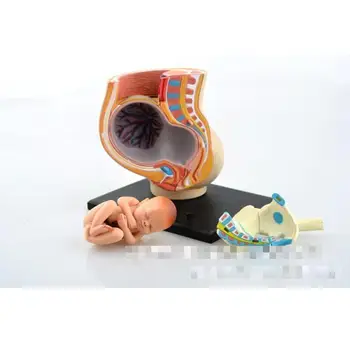 Human maternal fetal tissue from the uterus model assembled with teaching equipment wholesale medical model
Human maternal fetal tissue from the uterus model assembled with teaching equipment wholesale medical model