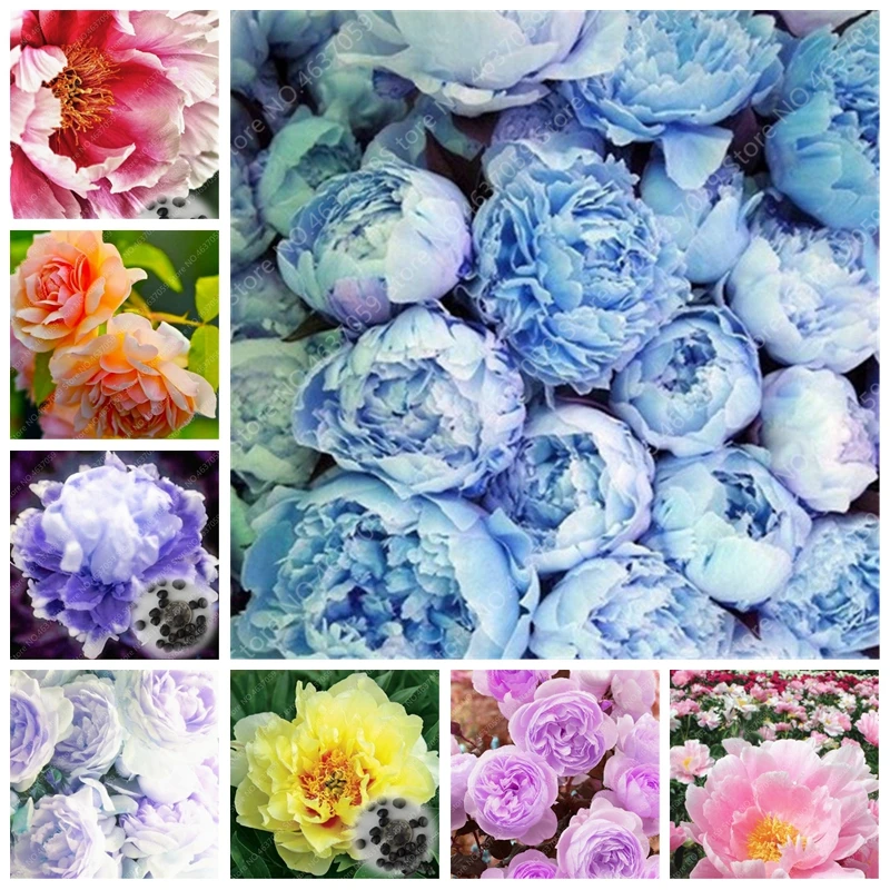20pcs Rare Double Peony Bonsai Multicolor Perennial Peony Flowers Chinese Paeonia Suffruticosa plants Diy Home Garden decoration
20pcs Rare Double Peony Bonsai Multicolor Perennial Peony Flowers Chinese Paeonia Suffruticosa plants Diy Home Garden decoration