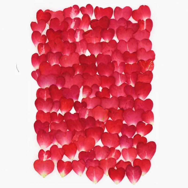 2019 Rose Petal Red Color Dried Press Flower Head For Wedding Decoration 100 Pcs
2019 Rose Petal Red Color Dried Press Flower Head For Wedding Decoration 100 Pcs