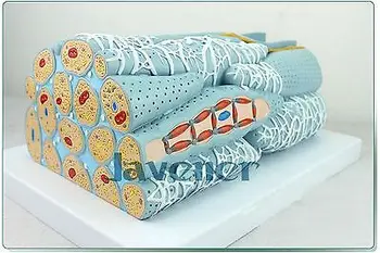 Magnify Human Anatomical Anatomy Myocardium Medical Microcosmic Model
Magnify Human Anatomical Anatomy Myocardium Medical Microcosmic Model