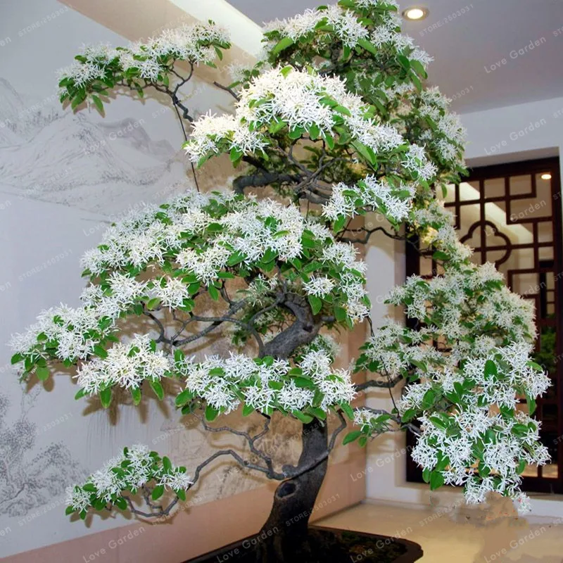 10 Pcs / Bag Tassel Tree Ornamental Plant 100% True Bonsai Chinese Tassels BonsaiTree Family Oleaceae Liu Su Shu Bonsai
10 Pcs / Bag Tassel Tree Ornamental Plant 100% True Bonsai Chinese Tassels BonsaiTree Family Oleaceae Liu Su Shu Bonsai