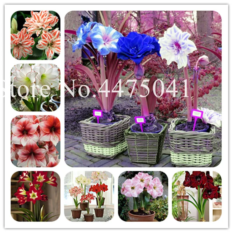 150 Pcs Bonsai Amaryllis Plant,Hippeastrum Flower Barbados Lily Diy Home Garden Bonsai Balcony Flower Outdoor Novel Planting
150 Pcs Bonsai Amaryllis Plant,Hippeastrum Flower Barbados Lily Diy Home Garden Bonsai Balcony Flower Outdoor Novel Planting