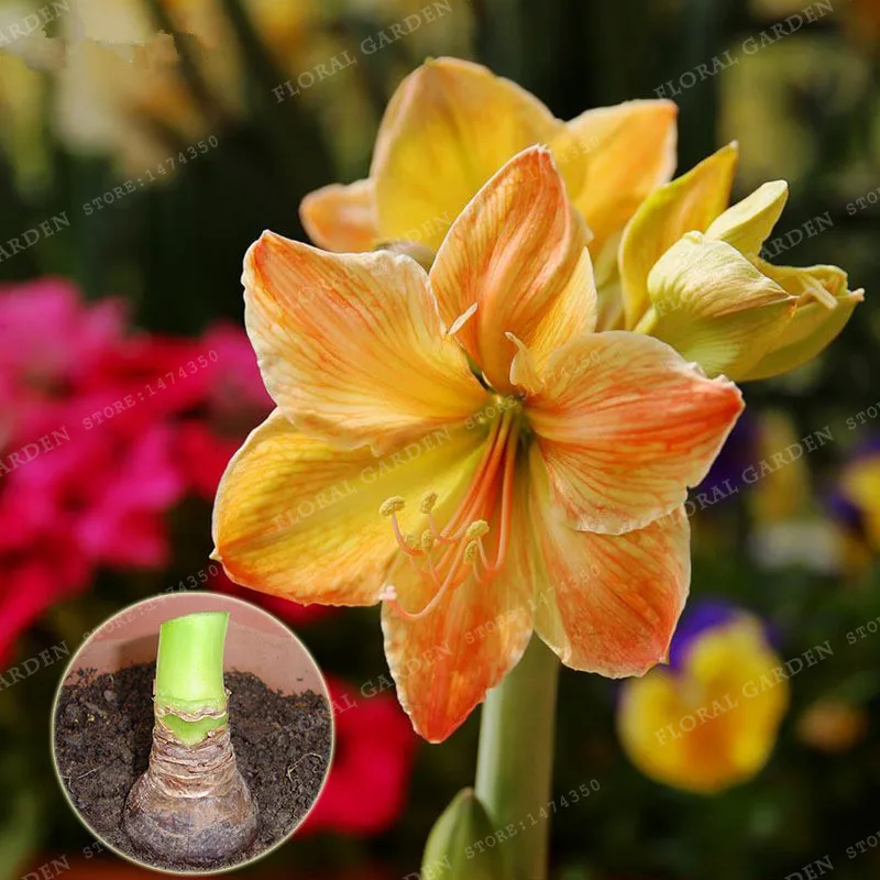 True Orange Hippeastrum Rutilum Bulbs,(Not Hippeastrum Rutilum Bonsai),Amaryllis Flowers Symbolizes Love, Flower Plant -2 Bulbs
True Orange Hippeastrum Rutilum Bulbs,(Not Hippeastrum Rutilum Bonsai),Amaryllis Flowers Symbolizes Love, Flower Plant -2 Bulbs