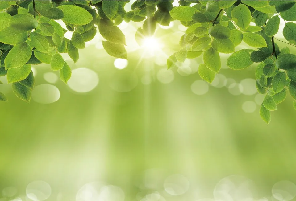 Laeacco Tree Branch Sunshine Light Bokeh Scene Baby Photography Backgrounds Customized Photographic Backdrops For Photo Studio
Laeacco Tree Branch Sunshine Light Bokeh Scene Baby Photography Backgrounds Customized Photographic Backdrops For Photo Studio