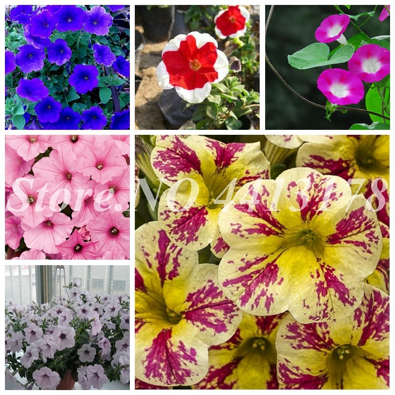 100 pcs Mixed Color Hanging Petunia Outdoor & Indoor Bonsai Garden Plant Natural Growth for Home Garden Flower Pots Planters
100 pcs Mixed Color Hanging Petunia Outdoor & Indoor Bonsai Garden Plant Natural Growth for Home Garden Flower Pots Planters
