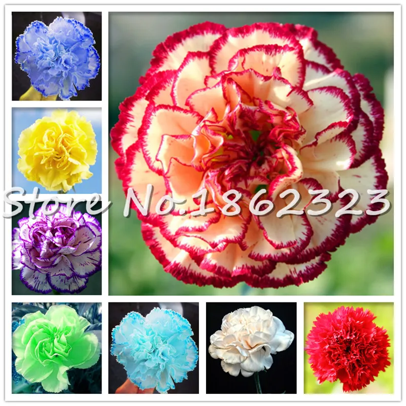Big sales! 100 pcs Carnation Bonsai Balcony Potted Courtyard Garden Plants Dianthus Caryophyllus Flower Bonsai Easy to grow
Big sales! 100 pcs Carnation Bonsai Balcony Potted Courtyard Garden Plants Dianthus Caryophyllus Flower Bonsai Easy to grow