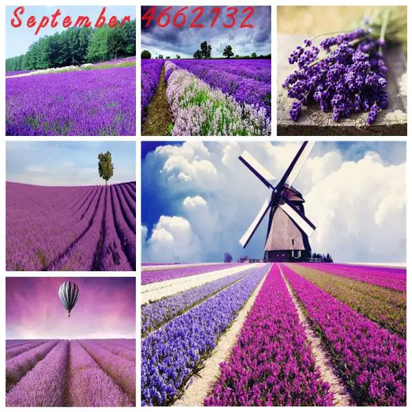 100 pcs/Bag Lavender Angustifolia Bonsai Imported Vanilla Bonsai Beautiful Lavender Flower Outdoor Plant For Home Garden
100 pcs/Bag Lavender Angustifolia Bonsai Imported Vanilla Bonsai Beautiful Lavender Flower Outdoor Plant For Home Garden