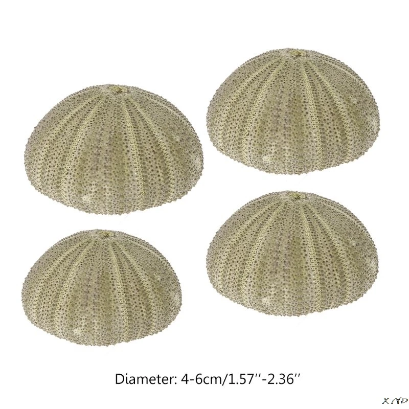 1 Natural Sea Urchin Reptile Box Aquarium Gardening Decorations DIY Art Craft Ornament
1 Natural Sea Urchin Reptile Box Aquarium Gardening Decorations DIY Art Craft Ornament