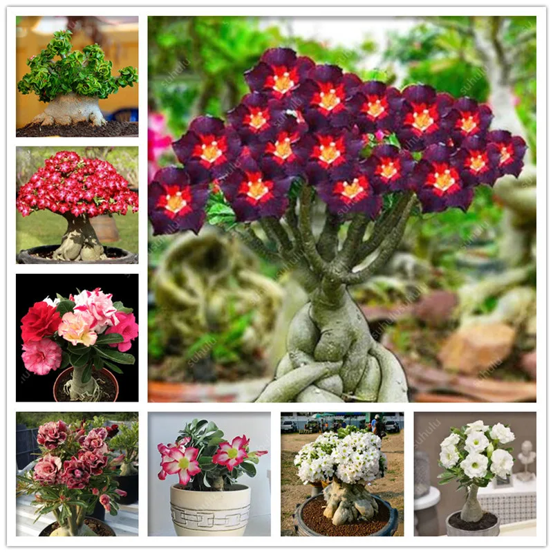 100% True Desert Rose Bonsai Ornamental Plants Balcony Bonsai Potted Flowers Drawf Adenium Obesum Bonsai -1 Particles/lot
100% True Desert Rose Bonsai Ornamental Plants Balcony Bonsai Potted Flowers Drawf Adenium Obesum Bonsai -1 Particles/lot