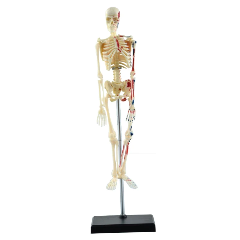 4D Human Bones Assembled Medical Use Educational Puzzle Toys Anatomical Anatomy Skeleton Model Medical Anatomy Model 20cm
4D Human Bones Assembled Medical Use Educational Puzzle Toys Anatomical Anatomy Skeleton Model Medical Anatomy Model 20cm
