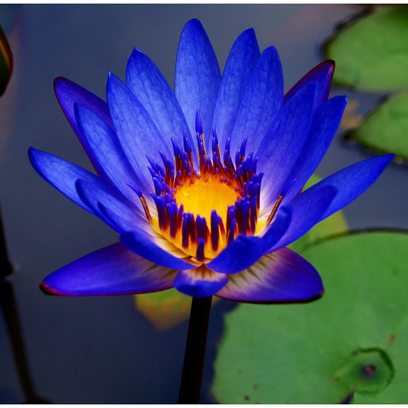 10pcs Flower lotus Blue Water lilies /water features/ponds Plants garden plant of perennial garden for garden
10pcs Flower lotus Blue Water lilies /water features/ponds Plants garden plant of perennial garden for garden