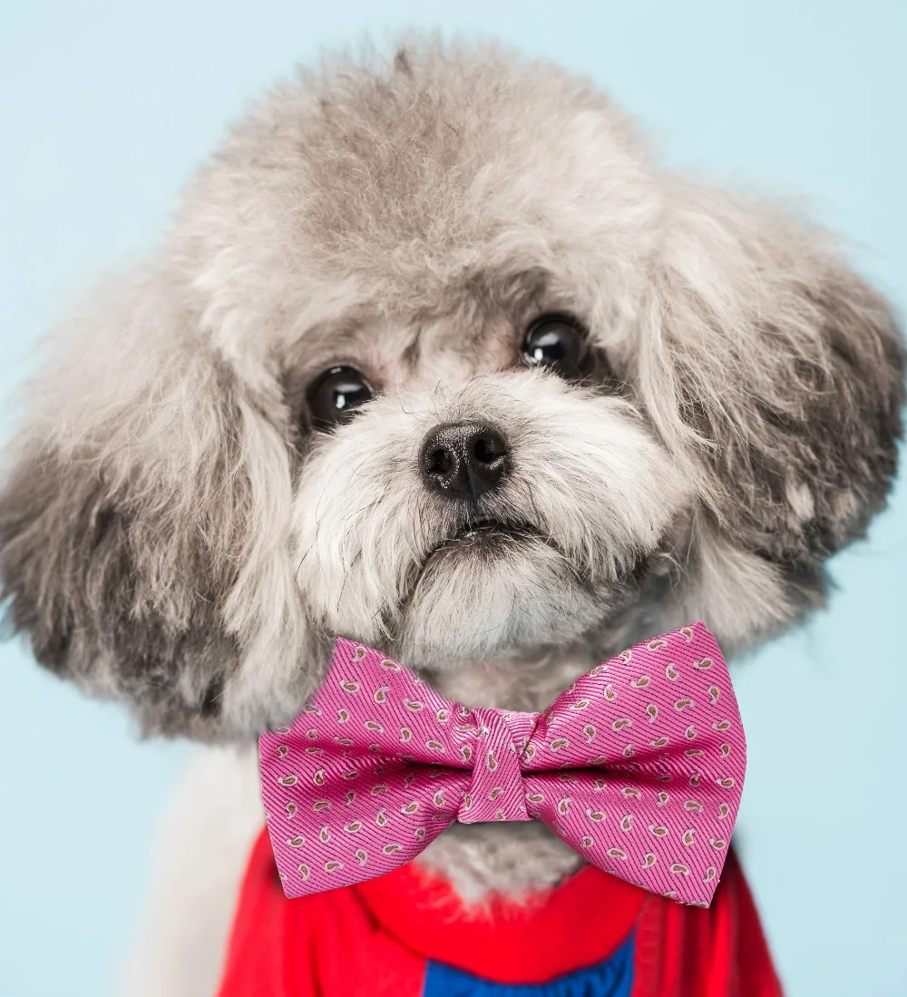 Dog-4