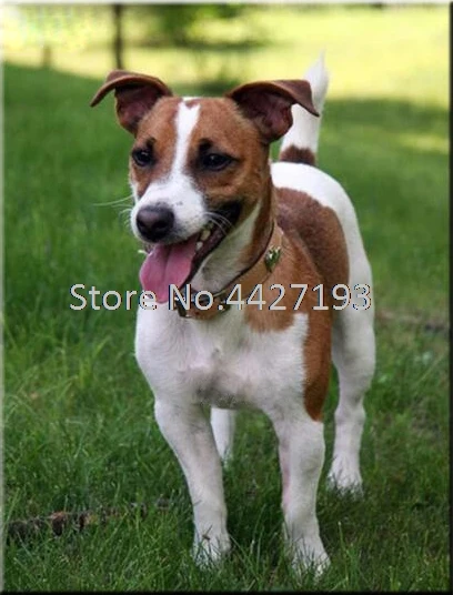 Pet jack russel Dog Diy Diamond Painting Cross Stitch Square Diamond Embroidery Mosaic Kits Home Decoration
Pet jack russel Dog Diy Diamond Painting Cross Stitch Square Diamond Embroidery Mosaic Kits Home Decoration