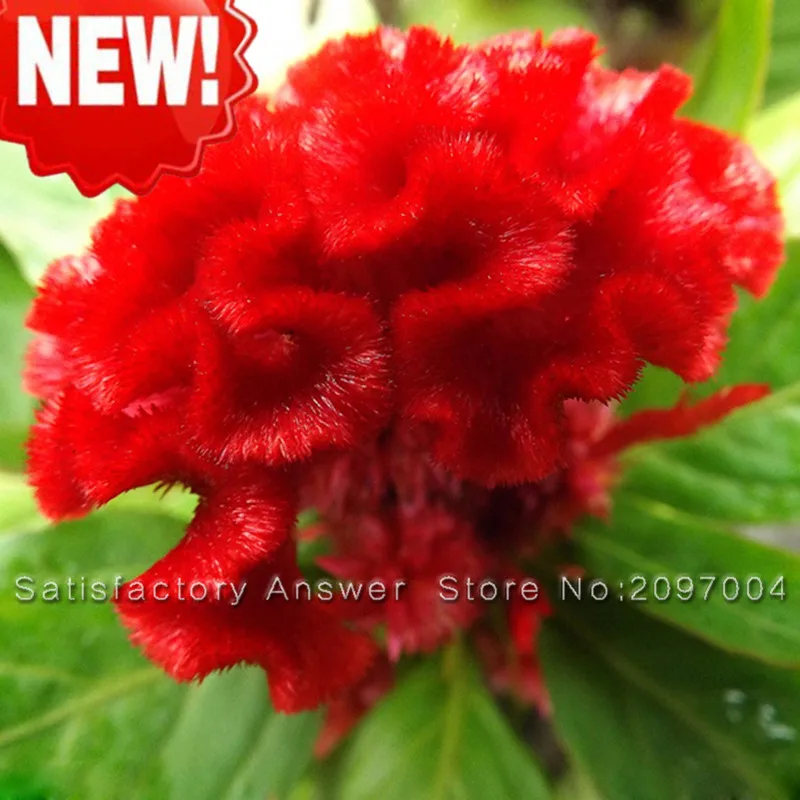 100 Pieces Red Cockscomb Bonsai Flower Bonsai Celosia Cristata Potted Plants For DIY Home & Garden
100 Pieces Red Cockscomb Bonsai Flower Bonsai Celosia Cristata Potted Plants For DIY Home & Garden