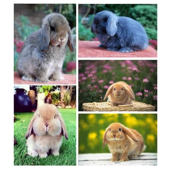 Full Square Diamond Embroidery "English Lop"DIY Diamond Painting Cross Stitch Kits Rabbit 5D Mosaic sticker Home Decor Z1220
Full Square Diamond Embroidery "English Lop"DIY Diamond Painting Cross Stitch Kits Rabbit 5D Mosaic sticker Home Decor Z1220