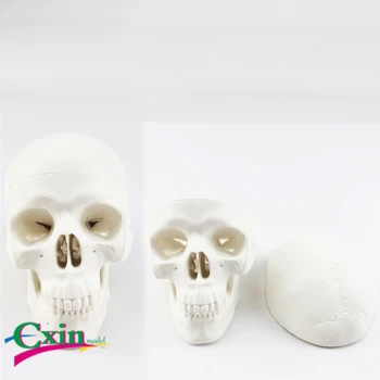 Small human skull model, head art painting, teaching model 
Small human skull model, head art painting, teaching model