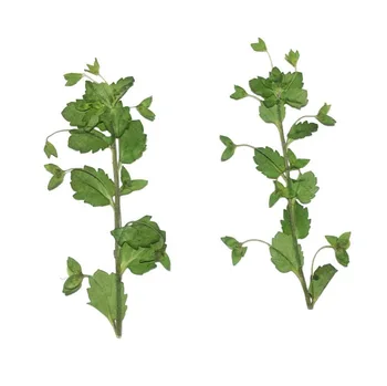 120pcs Dried Pressed Green Portulaca Oleracea L. Flower Plant Herbarium Jewelry Postcard Invitation Card Phone Case Bookmark DIY
120pcs Dried Pressed Green Portulaca Oleracea L. Flower Plant Herbarium Jewelry Postcard Invitation Card Phone Case Bookmark DIY