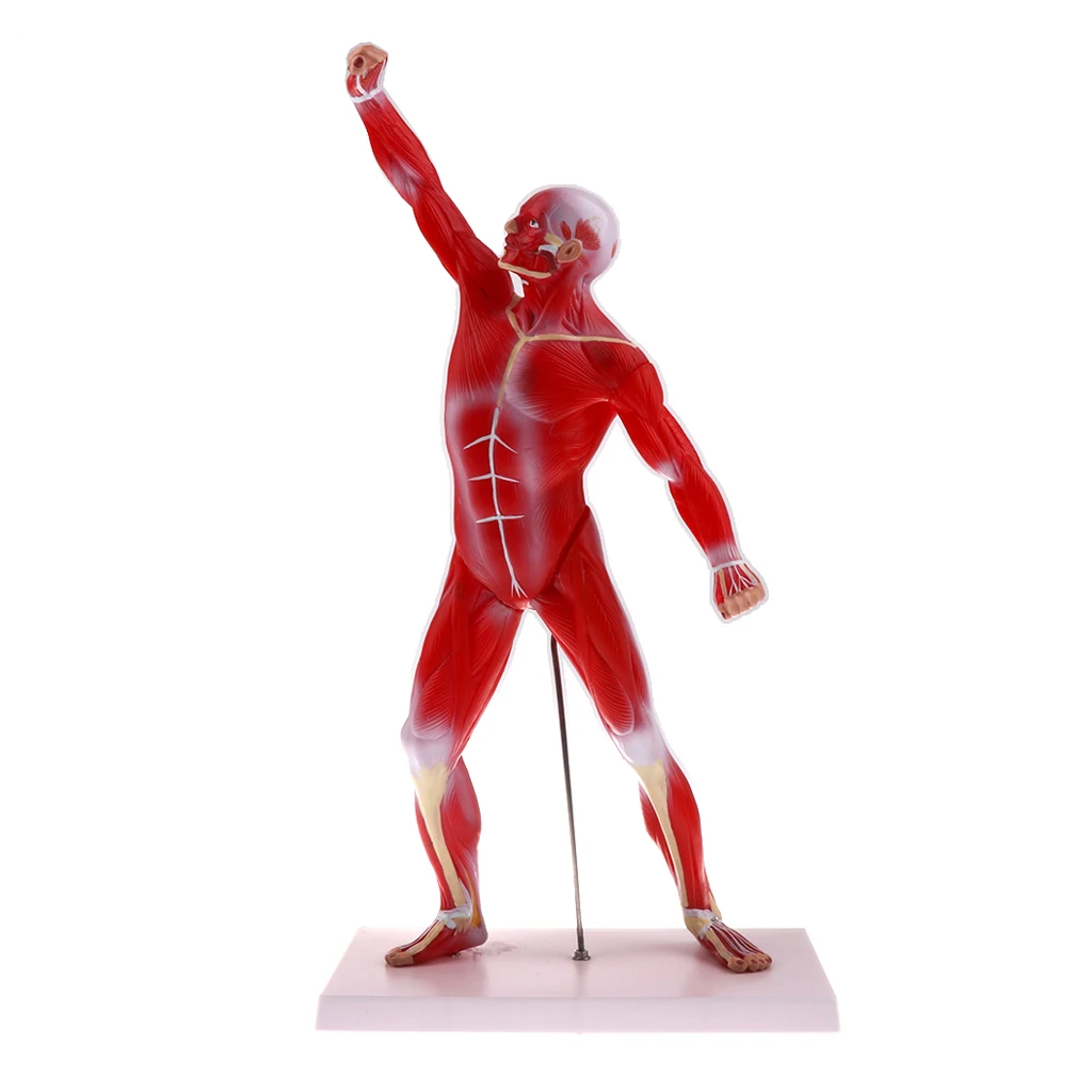 Anatomical Muscular Human Figure Model Medical Anatomy Skeleton Detail Muscle Structure
Anatomical Muscular Human Figure Model Medical Anatomy Skeleton Detail Muscle Structure