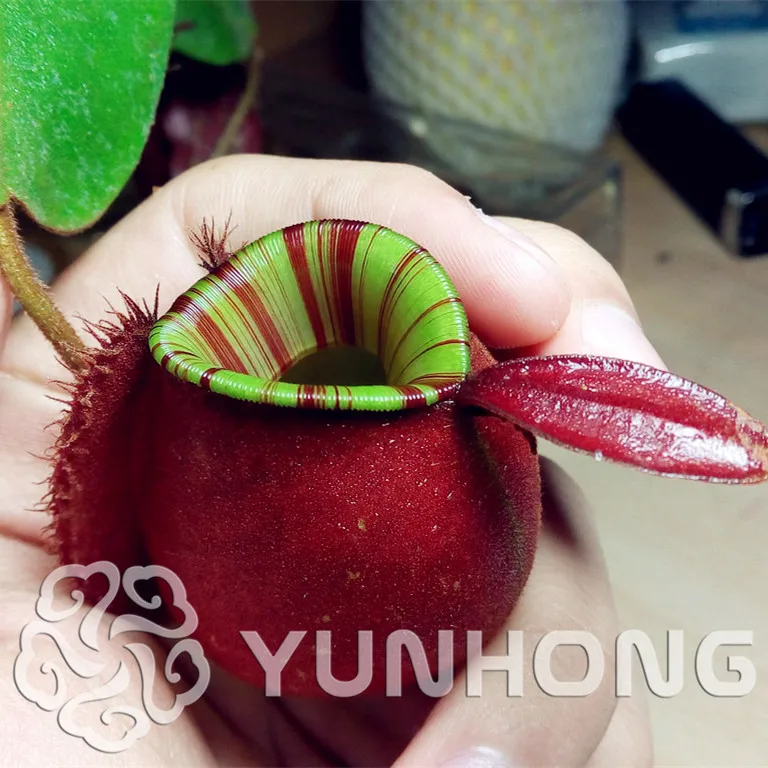 Free shipping Apple Nepenthes Bonsai Multiple varieties of hybrid Bonsai plants 50PCS home garden Flowers and herbs Carnivorous
Free shipping Apple Nepenthes Bonsai Multiple varieties of hybrid Bonsai plants 50PCS home garden Flowers and herbs Carnivorous