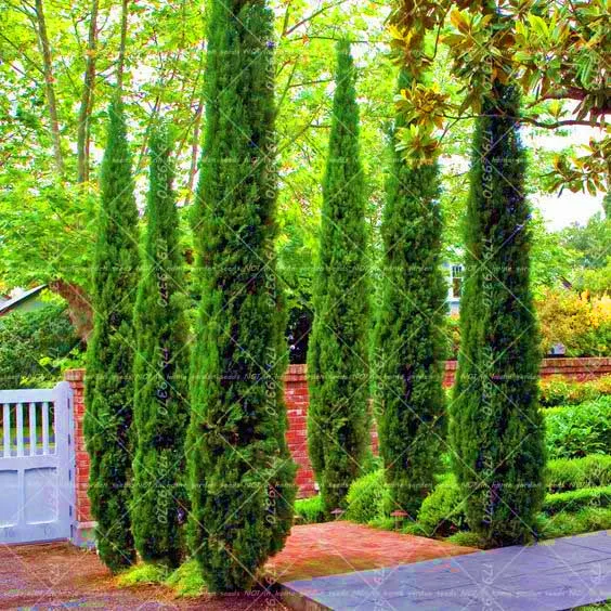 20pcs Bonsai Rare Cypress Trees Conifer Bonsai Tree Evergreen Perennial Potted Plants For Home Garden Planting
20pcs Bonsai Rare Cypress Trees Conifer Bonsai Tree Evergreen Perennial Potted Plants For Home Garden Planting