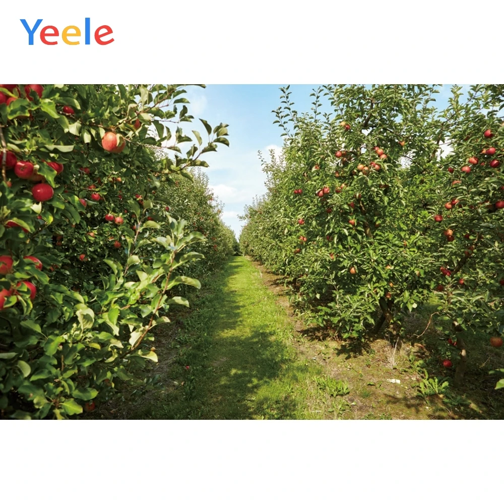 Yeele Wallpaper Orchard Fruit Strong Vitality Sweet Photography Backdrops Personalized Photographic Backgrounds For Photo Studio
Yeele Wallpaper Orchard Fruit Strong Vitality Sweet Photography Backdrops Personalized Photographic Backgrounds For Photo Studio