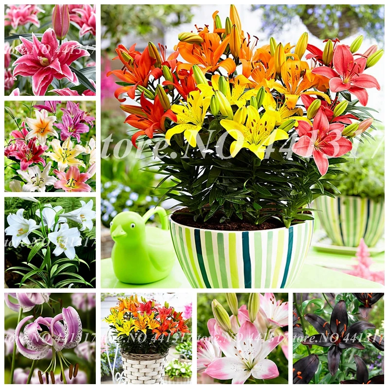 Exotic 100 Pcs Lily Flower Bonsai Lilium Flore Faint Scent Outdoor Potted Plant For Home Garden Flower Pot Planter Easy to Grow
Exotic 100 Pcs Lily Flower Bonsai Lilium Flore Faint Scent Outdoor Potted Plant For Home Garden Flower Pot Planter Easy to Grow