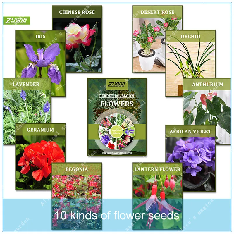ZLKING 250 Pcs 10 Kinds Of Perennial Flowering Flowers Bonsai Flowering Year Round Flower Bonsai For Perennial Garden
ZLKING 250 Pcs 10 Kinds Of Perennial Flowering Flowers Bonsai Flowering Year Round Flower Bonsai For Perennial Garden