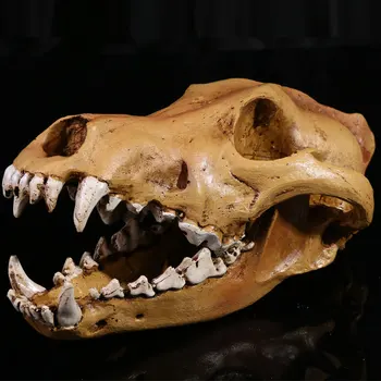 Wolf School Educational Teaching Supplies 1:1 Simulation Skull Head Model Halloween Exhibition Skull Props Resin Kids Study Toy
Wolf School Educational Teaching Supplies 1:1 Simulation Skull Head Model Halloween Exhibition Skull Props Resin Kids Study Toy
