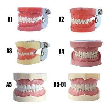 Dental Tooth model Teeth Dental Hygiene Model with Hard Gum 28 tooth for dental model teaching
Dental Tooth model Teeth Dental Hygiene Model with Hard Gum 28 tooth for dental model teaching